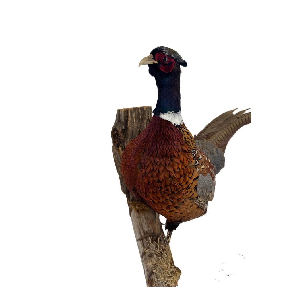 Vintage Ring Necked Pheasant Taxidermy Wall Mount Bird Rustic Cabin Decor
